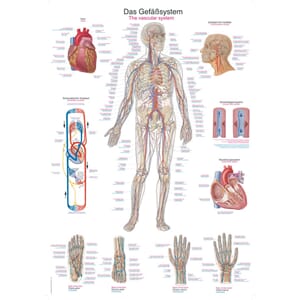 Anatomiske Plansjer Gymo As